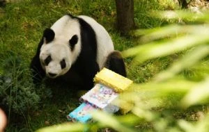 La panda gigante Xin Xin está “en la etapa final de su vida”: Sedema