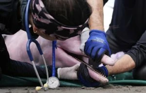 Delfines rosados en peligro de extinción enfrentan una creciente amenaza de mercurio en la Amazonía