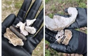 Localizan restos óseos en el rancho Medina, cerca de Teuchitlán, Jalisco (Videos)