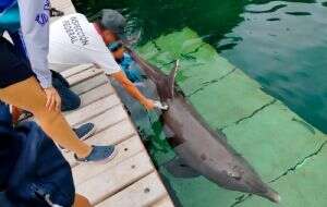 Denuncian la muerte de un delfín en un hotel de la Riviera Maya (Video)