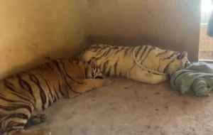 Autoridades resguardan dos tigres en el Triángulo Dorado