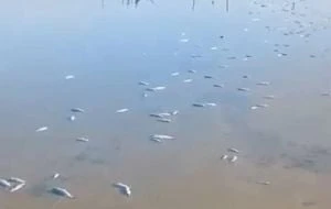 La Laguna Madre, un santuario en riesgo por mortandad masiva de especies