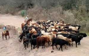 México previó una crisis por el gusano barrenador, pero el gobierno de AMLO no actuó a tiempo