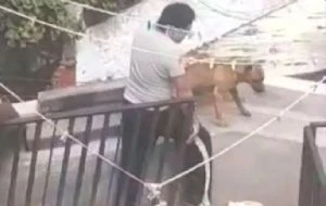 Rescatan a tres perros víctimas de maltrato animal en alcaldía Álvaro Obregón (Video)