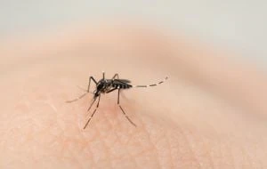 Cruz Roja lanza campaña contra el dengue