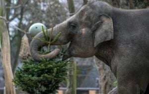 Es Navidad para los elefantes: árboles sin vender son alimento en el zoo de Berlín