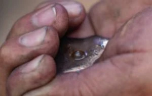 Exfuncionaria panista vinculada a red de tráfico de mercurio de Querétaro a Sudamérica