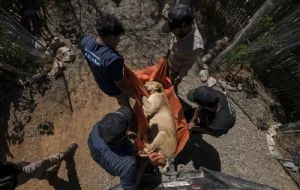 Tigres, jaguares o elefantes también huyen de la violencia de los cárteles