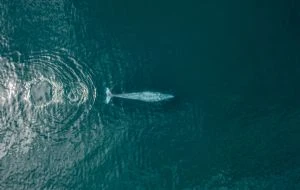 Denuncian riesgo para ballenas por proyecto de CFE en BC Sur