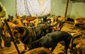 Rescatan a 300 perros hacinados en albergue de Ensenada, Baja California