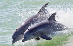 Diputados aprueban la reforma que prohíbe el uso de animales marinos en espectáculos
