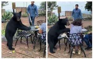 Oso ataca a una mujer en el Parque Ecológico de Chipinque, en Nuevo León (Video)