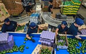 Amenaza de aranceles de Trump pone en riesgo aguacates y tequila mexicanos