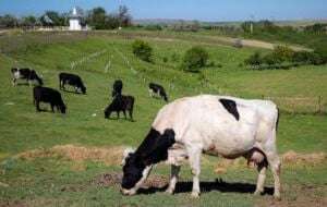 Cobrarán impuesto por flatulencias de vacas y cerdos a partir de 2030