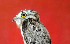 Ola de calor en México: primero fueron los monos, ahora hay aves con aire acondicionado