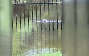 Caimanes nadan por las calles tras la inundaciones que provocó la tormenta tropical Debby