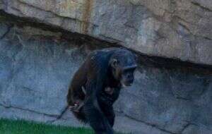 Después de siete meses de duelo la chimpancé Natalia soltó el cadáver de su bebé fallecido