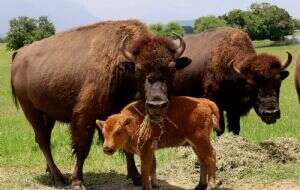 Bisontes americanos resisten la extinción en Monterrey