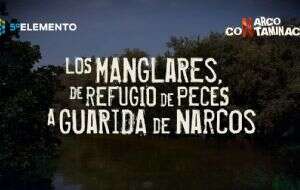 Los manglares, de refugio de peces a guarida de narcos