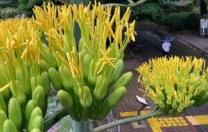 Florecimiento de agave en parque de Tokio emociona a residentes y turistas