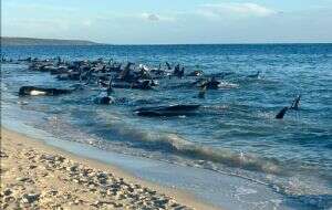 Más de 100 ballenas piloto varadas en la costa de Australia fueron rescatadas, según experto