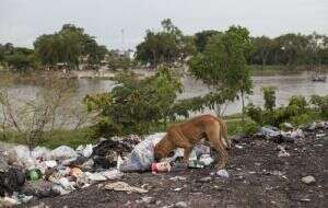 500 mil perros y gatos son abandonados al año en México