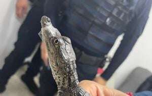 Especialistas resguardan a un pequeño cocodrilo hallado en la Línea B del Metro (Video)