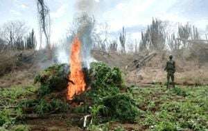 Ejército Mexicano destruye plantíos de mariguana Sinaloa, Chihuahua, Durango y Guerrero