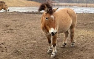 Científicos logran secuenciar el genoma de la última especie de caballo salvaje