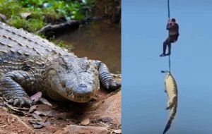 Empresario hotelero desaparecido fue encontrado dentro de un cocodrilo (VIDEO)