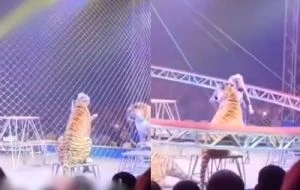 VIDEO muestra momento en que tigre alcanza las gradas tras falla de seguridad en circo
