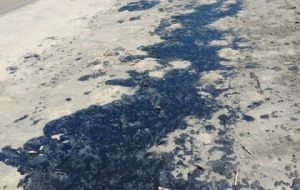 Grupo interdisciplinario atiende derrame de hidrocarburo en el Golfo de México