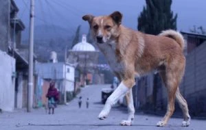 Tribunal federal ordena reconocer como víctima indirecta a quienes denuncien maltrato animal