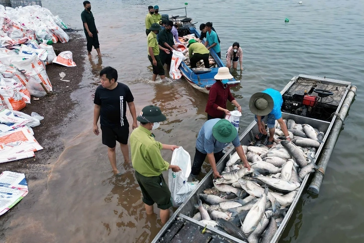 Cá lồng bè hồ Trị An chết trắng: Người dân nuôi tự phát, đang sắp xếp lại