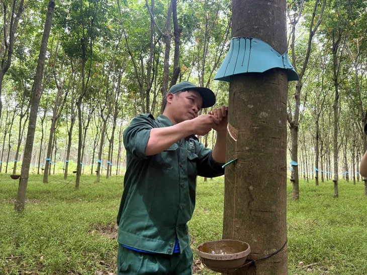 Những sáng kiến vì người lao động ngành cao su