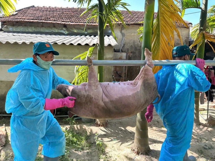 Tiêu hủy hơn 500 con heo ở Quảng Ngãi