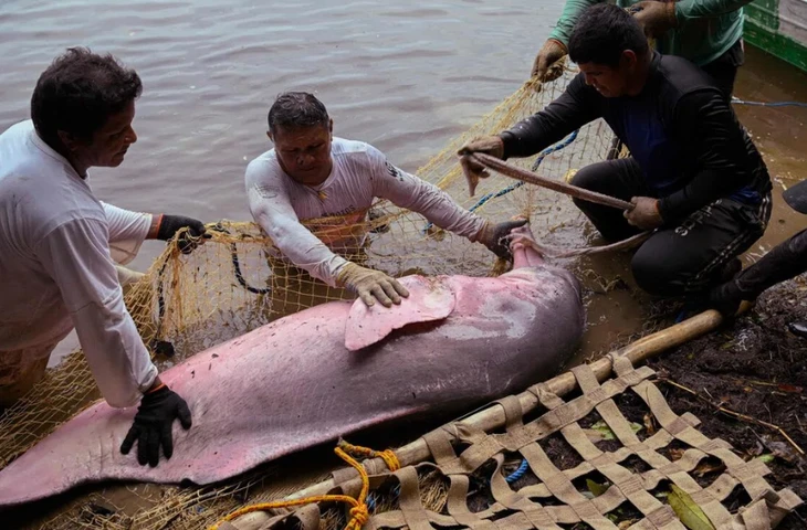 Cá heo chết hàng loạt vì nước hồ nóng hơn bồn tắm spa