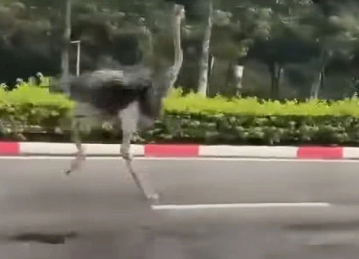 Tìm chủ nhân đà điểu chạy bộ trong khu công nghiệp Mỹ Phước, TP.HCM