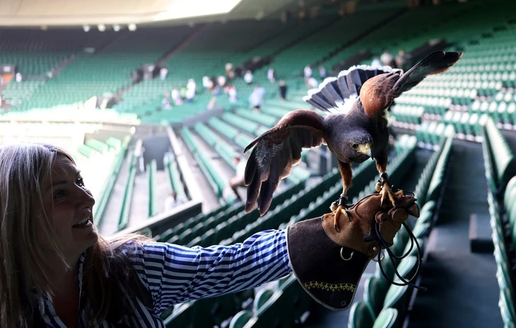 Wimbledon gặp khủng hoảng bất ngờ vì... một chú chim