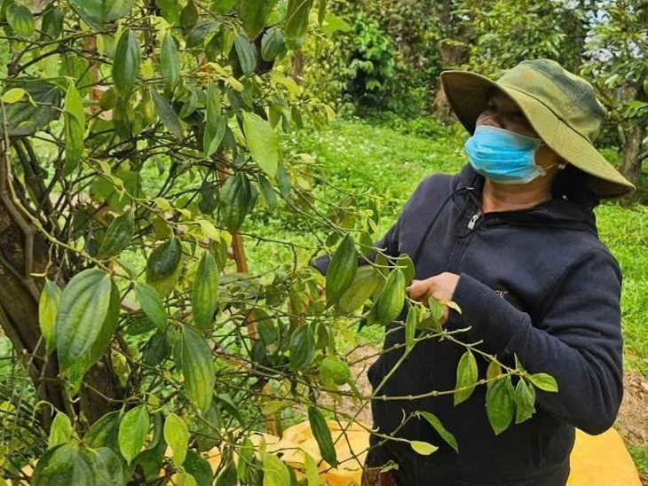 Xuất khẩu hồ tiêu của Việt Nam dự báo đạt 1,5 tỉ USD