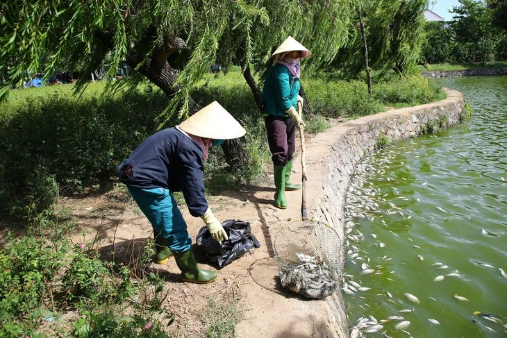 Nắng nóng quá mức cá chết trắng mặt hồ Nam Lý?