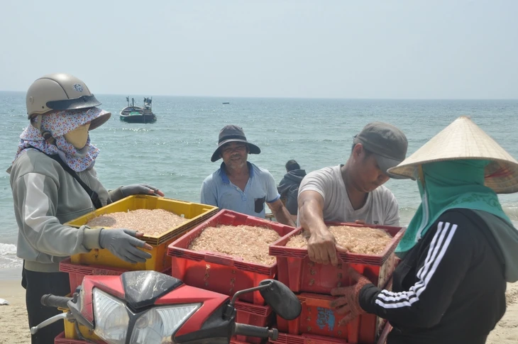 Ruốc xuất hiện dày đặc gần bờ, ngư dân Đà Nẵng đi vớt kiếm tiền triệu mỗi ngày
