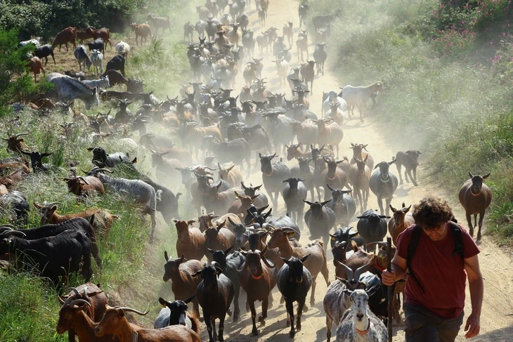 Đàn dê giúp chống cháy rừng tại Tây Ban Nha