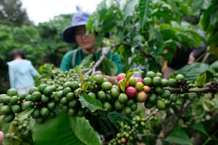 Doanh nghiệp 'chèo chống' với tỉ giá