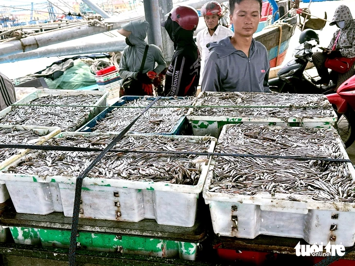 Ngư dân Quảng Trị trúng cá cơm, cảng cá nhộn nhịp từ sáng sớm