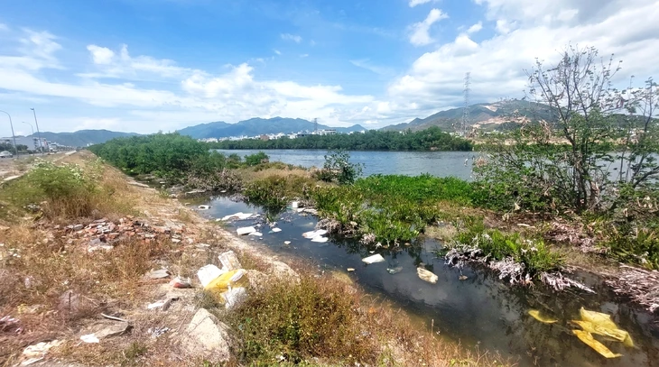 Khẩn trương chặt bỏ hàng cây mọc trái thiết kế ở dự án thoát lũ Nha Trang