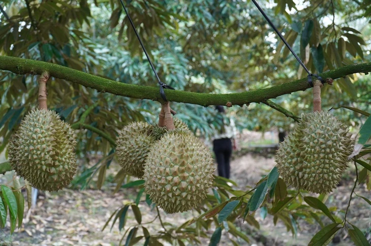 Đồng Tháp tháo gỡ điểm nghẽn cho ngành hàng sầu riêng