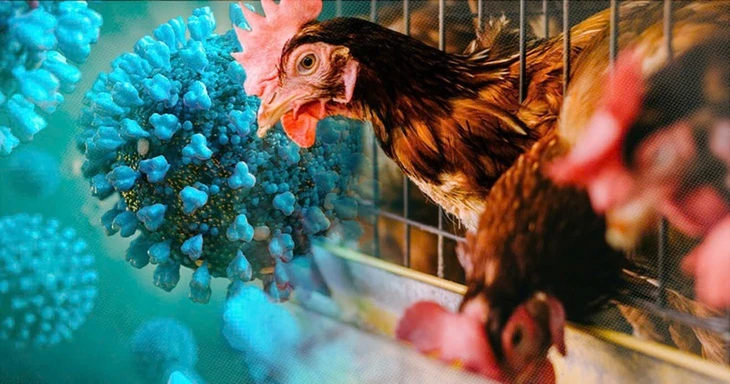 TP.HCM phát hiện ca viêm não do vi rút cúm gia cầm H5N1 hiếm gặp