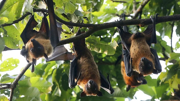 Lý do dơi treo ngược khi ngủ