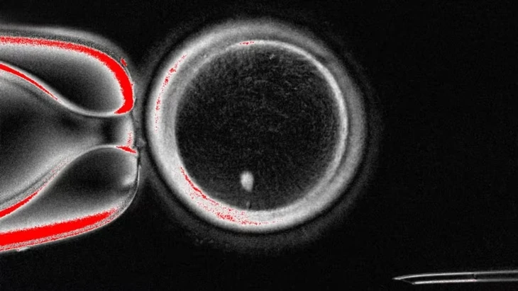 Các nhà khoa học dùng công nghệ nhân bản để hoán đổi DNA trong trứng người
